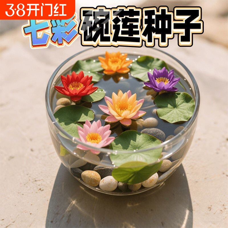 碗莲种四季五颜六色水培花卉水养七彩莲花荷花种绿植大全开花客厅