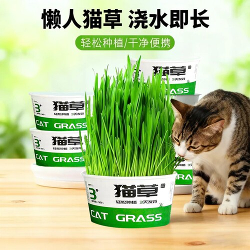 懒人猫草天然化毛草猫咪磨牙