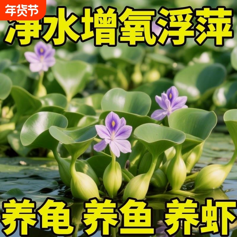 水葫芦水生植物水草水浮莲池塘鱼缸造景净化水质包邮室内净水养鱼,宠物/宠物食品及用品,水草,淘宝优惠券,粉丝福利购,淘宝优惠卷