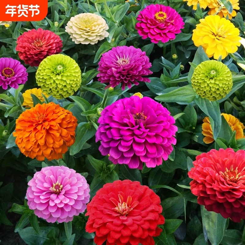 四季百日草花种子波斯菊庭院百日菊室外阳台花籽开花牵牛花播种