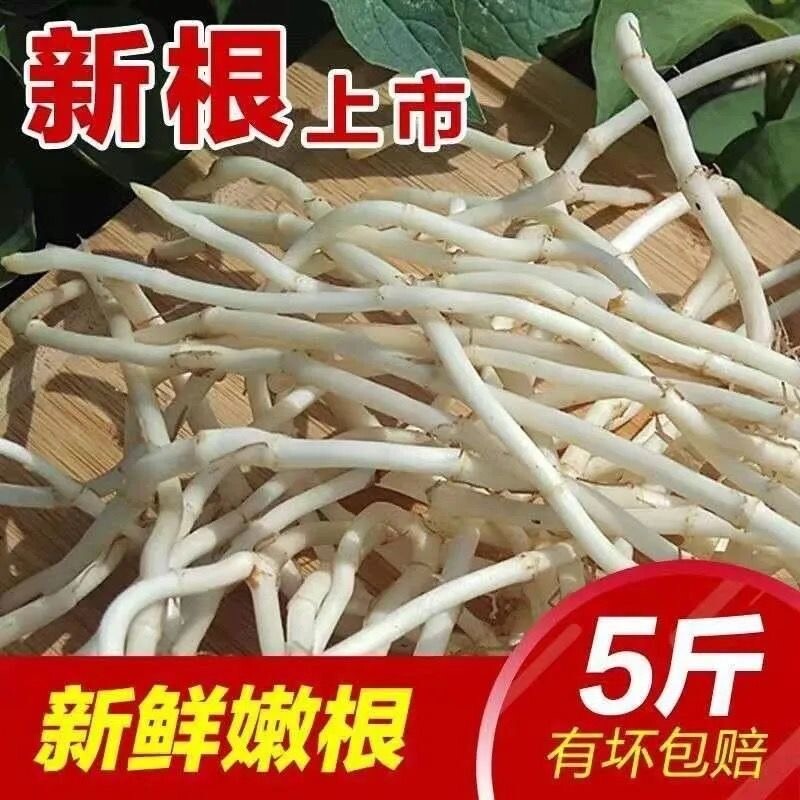 折耳根新鲜鱼腥草猪鼻孔当季野蔬菜嫩芽嫩根叶凉拌泡茶下饭菜即食