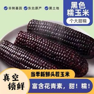 甜糯黏玉米代餐 头茬大棒10支新鲜甜糯玉米3小时真空锁鲜独立包装