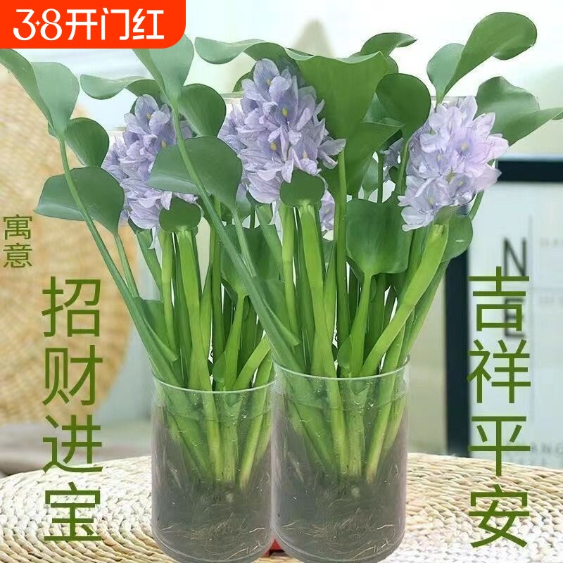 懒人水培植物花卉盆栽绿植花苗室内客厅水养水培花卉水养桌面摆件