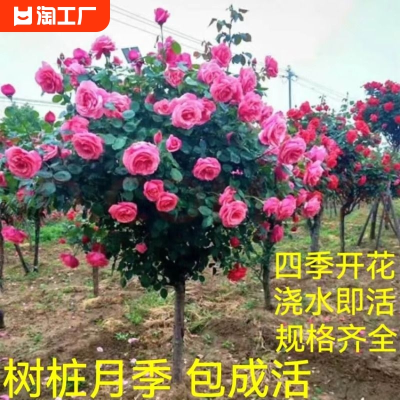 棒棒糖特大花朵树桩月季