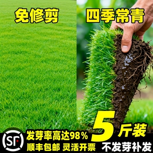 绿化草坪草籽四季常青护坡固土狗牙根黑麦草种子矮生庭院地毯草皮