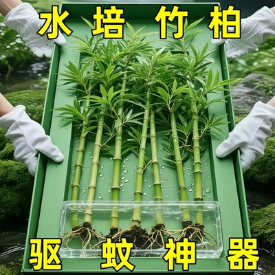 竹柏驱蚊竹水培植物盆栽室内客厅水养花卉绿植水培竹净化空气耐阴