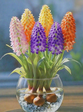 水培火炬花球室内外耐热四季花卉好养植物多年生阳台植物多规格