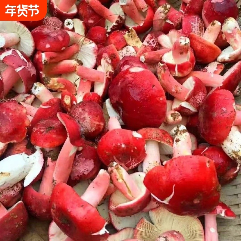红菇红菌菌种食用菌种植包无毒家庭阳台盆景栽培种子园艺用品
