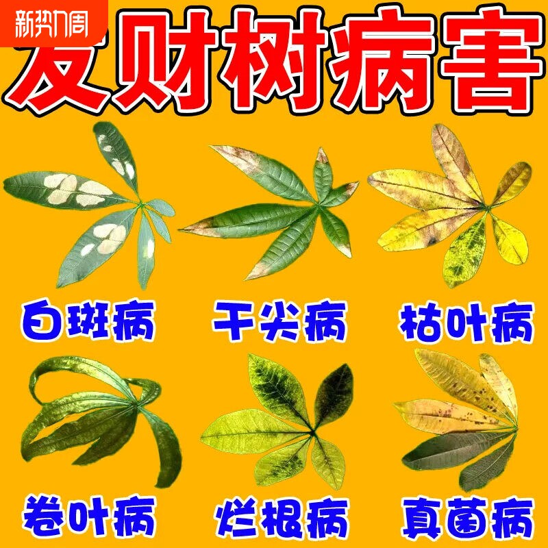 发财树专用营养液治疗黄叶掉叶黄斑烂根肥料枯黄叶斑病专用药通用