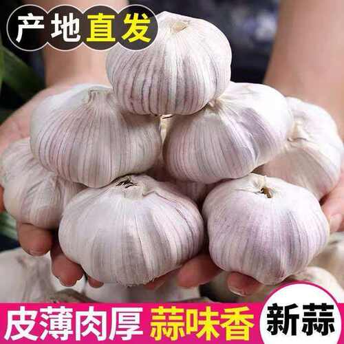 山东金乡紫白皮大蒜头