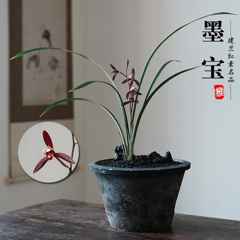 名贵建兰墨宝高端四季兰花苗年宵花卉带花苞盆栽室内好养绿植浓香