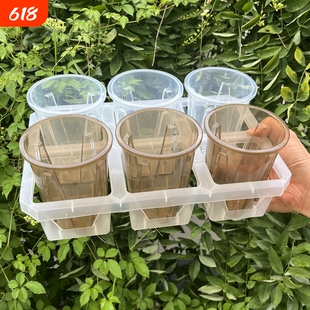 6格托架蝴蝶兰塑料茶色高透观根盆组合托架热值月季海棠水苔花盆