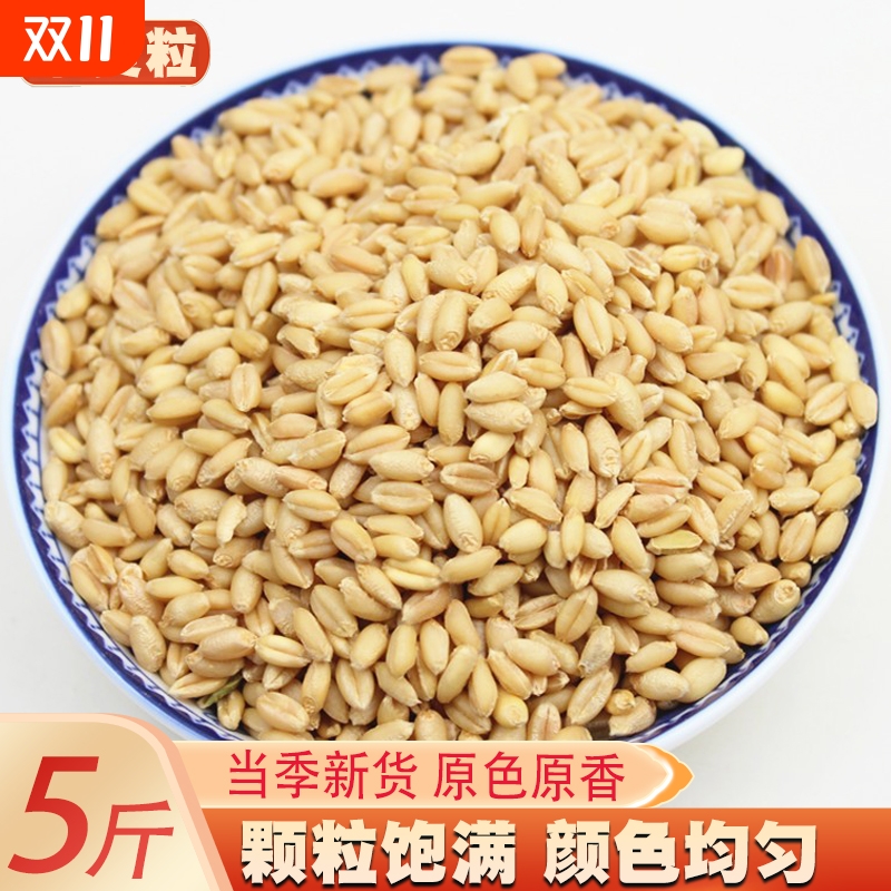 小麦粒麦子粒麦粒优质米草籽猫草2025食用磨面颗粒发芽榨汁麦芽糖