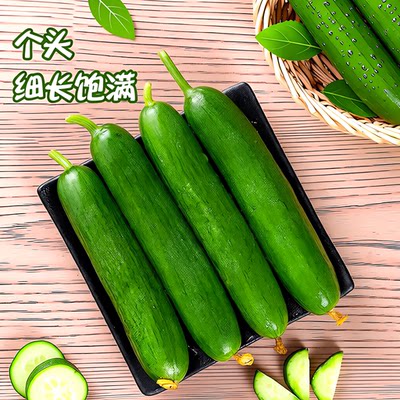 产地直发水果黄瓜当天采摘脆嫩多汁小青瓜自提新鲜现摘果蔬