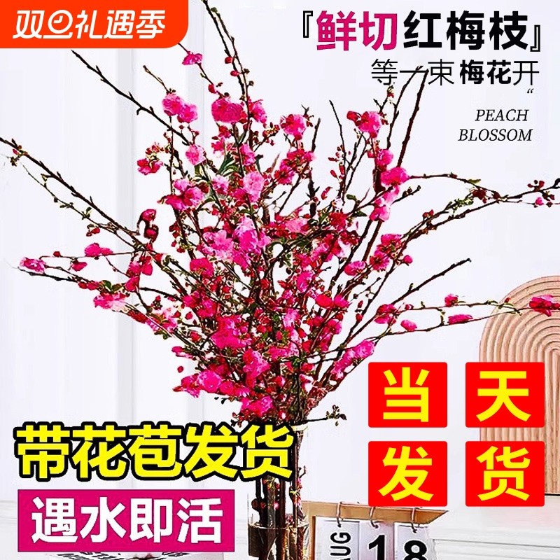 红梅干枝水培植物雪柳桃花卉室内鲜枝好养银柳鲜切腊梅珍珠李室外
