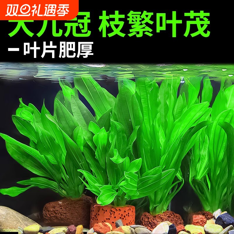 大叶九冠水草植物鱼缸造景阴性水培植物净化水质迷你绿九冠水草