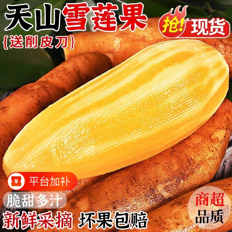 云南天山雪莲果新鲜水果当季现挖脆甜红心黄心雪连果水果9斤