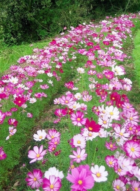 波斯菊花格桑花种子种籽子七彩四季开花易活花籽庭院野花组合种孑