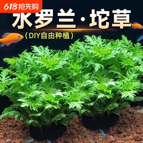 水罗兰坨草组合浮萍水草鱼缸专用造景增氧阴性养鱼生态缸水培绿植