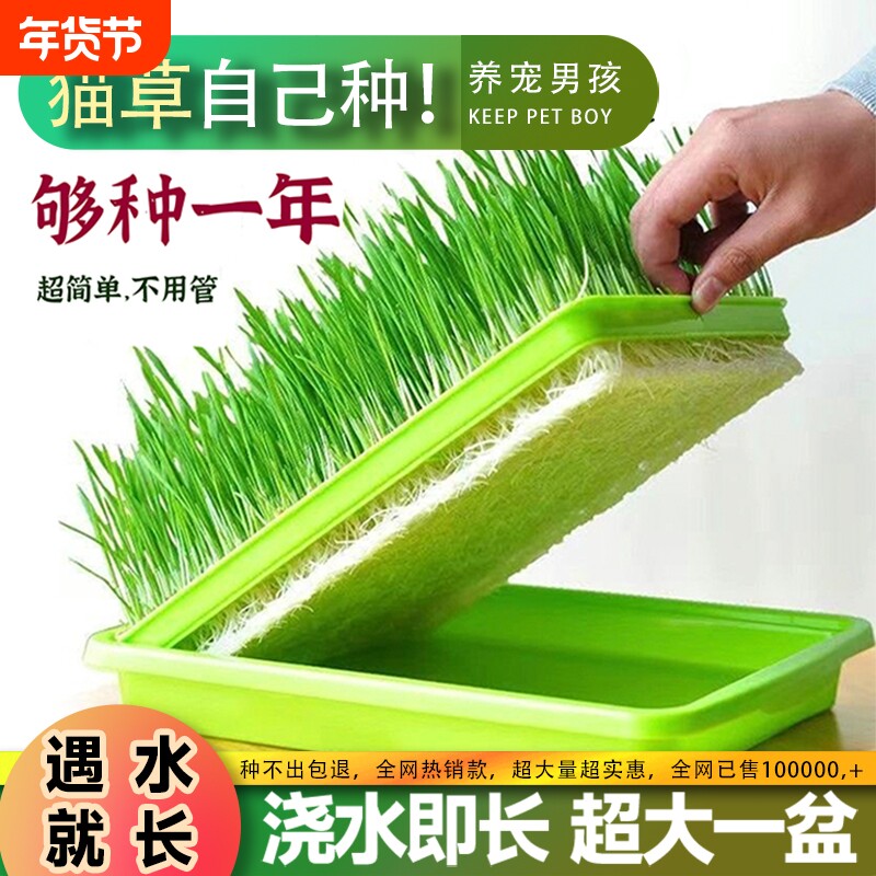 懒人猫草盆无土水培盒子猫薄荷草育苗盆小麦盆栽猫咪零食土培种植