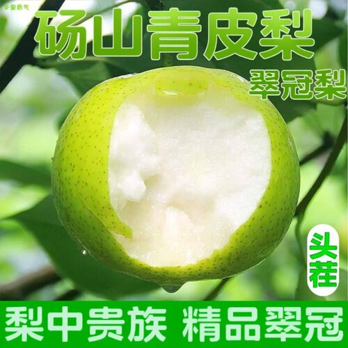 头茬】正宗青皮蜜梨翠冠苏翠一号皇冠梨应季水果现摘现发脆甜无渣
