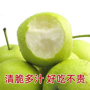 赵县青梨皇冠梨脆甜新鲜梨子酥脆蜜梨手工精选整箱包邮