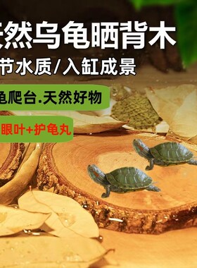 龙眼木乌龟晒背台|超1000次加购