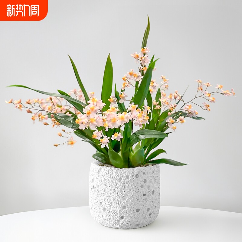 香水文心兰带花苞盆栽梦香兰浓香型耐寒植物年宵花桌面好养兰花卉