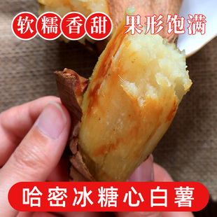 富美鹤城正宗冰糖薯河南白心蜜薯番薯红薯白薯