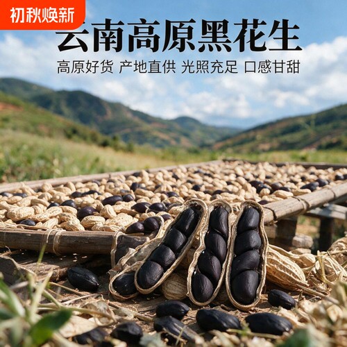 云南普洱富硒黑花生黑皮花生2026年晒干带壳花生米原味年货新鲜