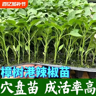 正宗樟树港辣椒苗穴盘苗成活率高四季阳台庭院盆栽高产香辣秧苗
