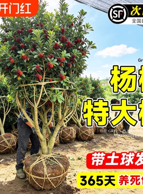 正宗嫁接东魁杨梅树苗特大果树仙居嫁接苗庭院阳台种植带土球结果