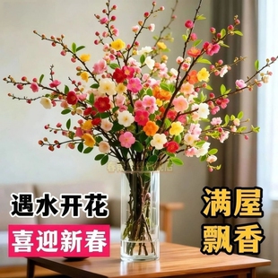 【遇水开花】鲜枝浓香型水培梅花枝带花苞室内耐寒花卉绿植