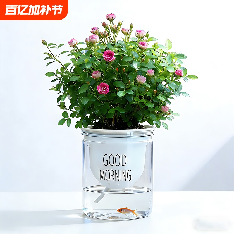 迷你超微姬月季带花苞水培须惠姬乙女室内好养浓香花卉盆栽绿植物