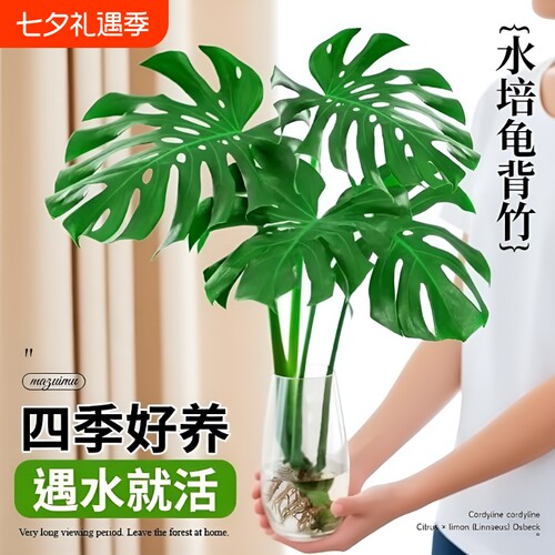 龟背竹水培植物大叶|千人加购