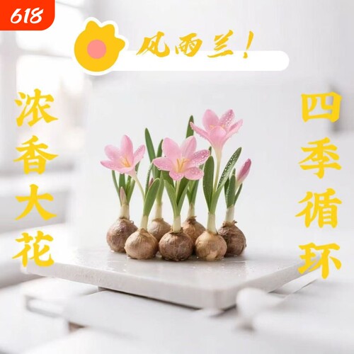 【水培风雨兰】种球四季种植浓香型重瓣多色韭兰葱兰室内阳台绿植