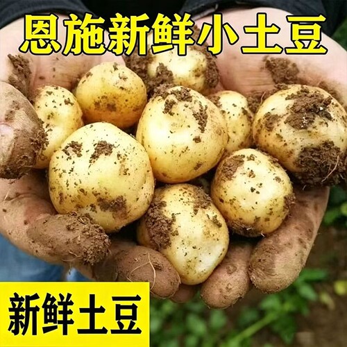 正宗恩施小土豆新鲜农家土豆