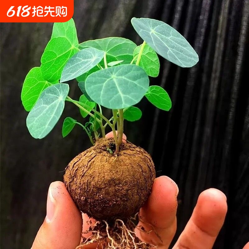 山乌龟爬藤植物盆栽室内红藤圆叶金不换阳台花园多肉块根花卉水培