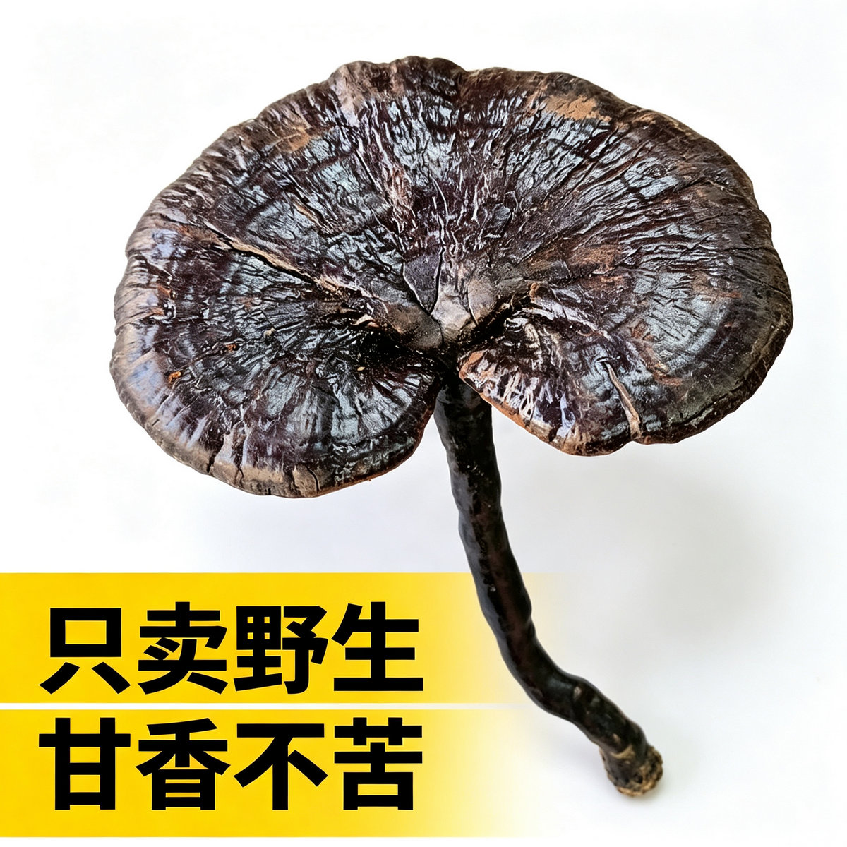 深山野生紫灵芝福建特产天然野生灵芝甘香不苦整枝灵芝紫林芝切片