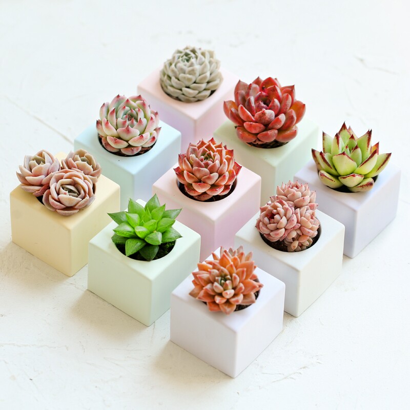 多肉植物彩色小方块花盆桌面花卉绿植组合好养含盆带土室内盆栽