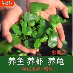 水葫芦水生水培植物池塘庭院生态古法缸造景水草摆件凤眼莲水质