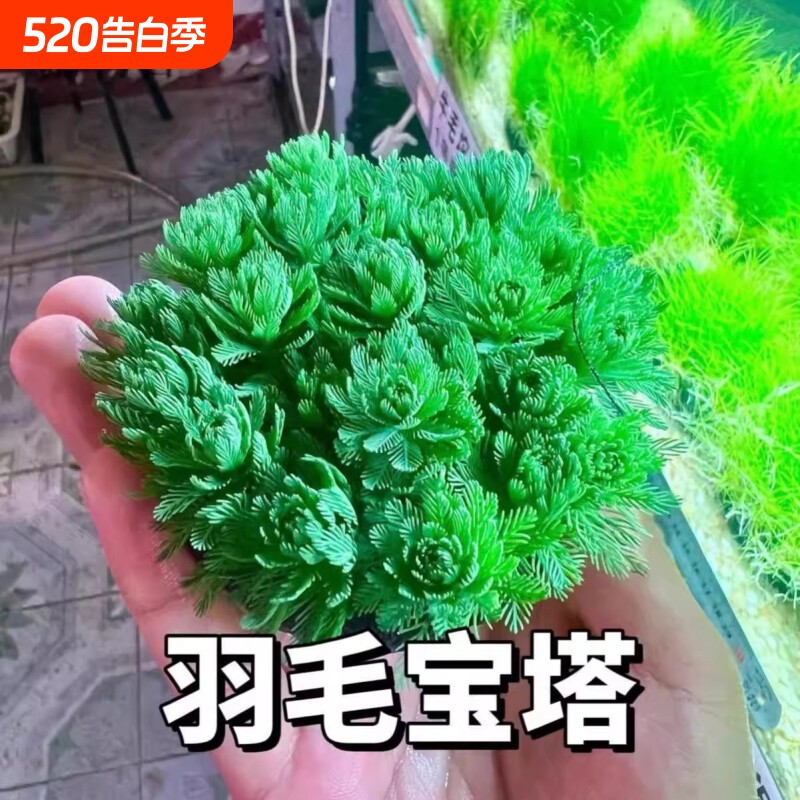 狐尾藻坨草水草鱼缸水草造景鱼草缸绿植活净水新手懒人养鱼后景