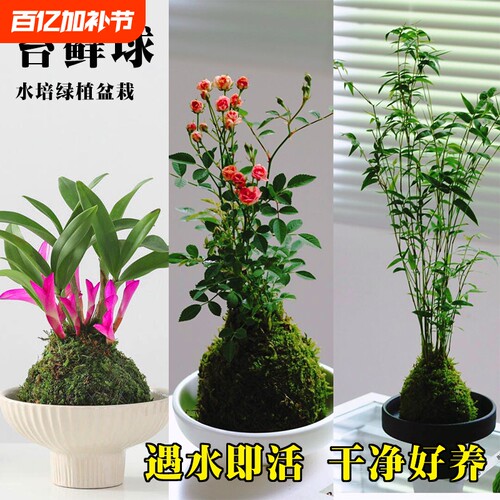 水培七彩石斛兰米竹苔藓球带花姬月季盆栽懒人好养绿植室内花卉