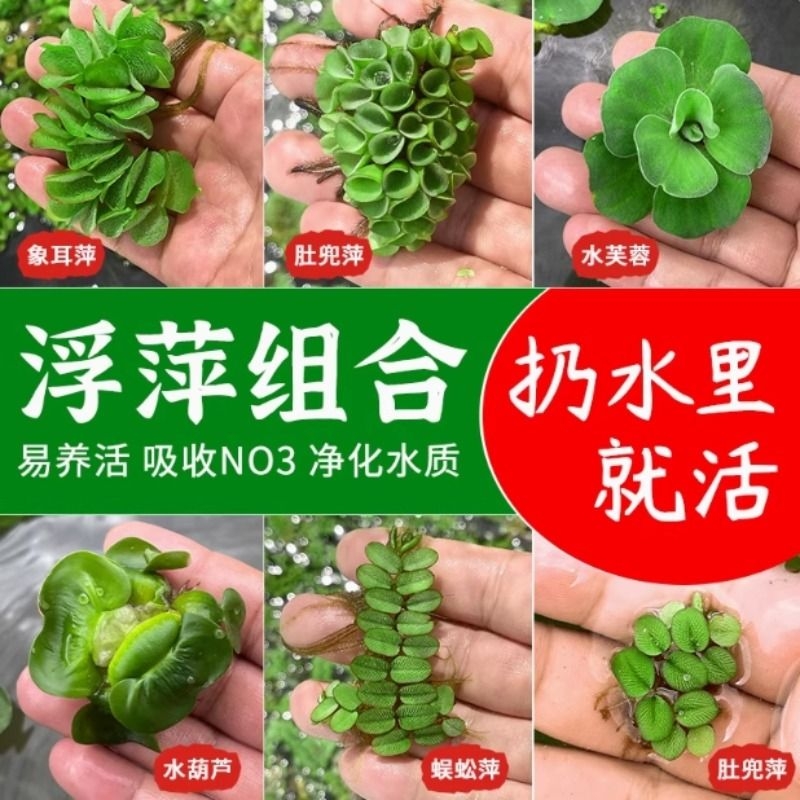 新手鱼缸浮萍水草淡水阴性绿植懒人鱼缸造景增氧净水养鱼活体植物