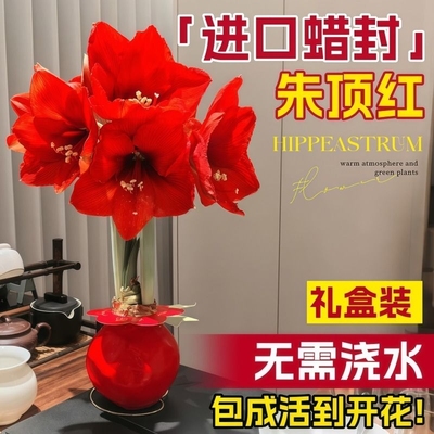 朱顶红蜡封种球阿弗雷特大重瓣进口花卉室内秘鲁球根大球注定开花