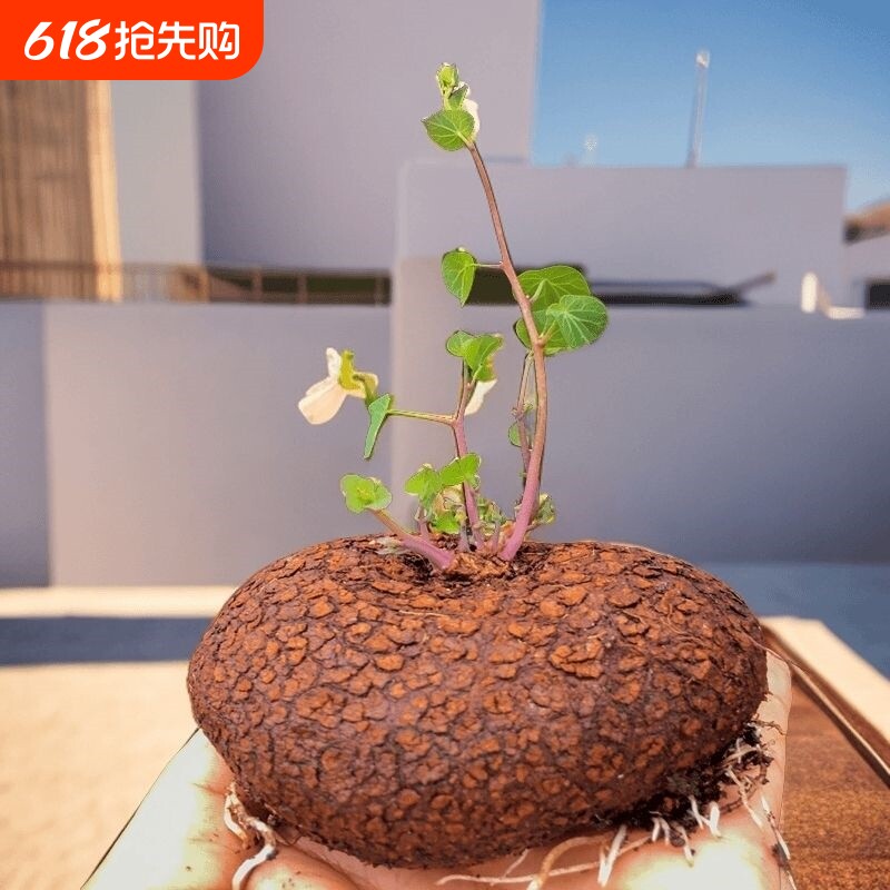 红藤山乌龟金不龟换植物圆叶景观室内盆景盆栽肉肉绿植物爬藤水培