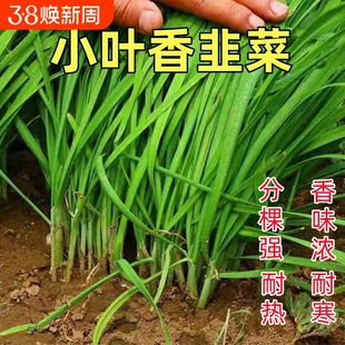 小韭菜种子细叶老品种香味浓四季播韭菜盆栽阳台易种耐寒蔬菜种子