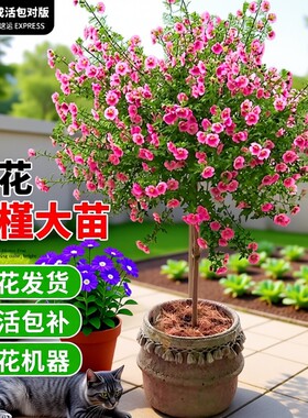 木槿花盆栽重瓣树苗蓝雪花四季小木槿棒棒糖小苗食用新鲜四季开花