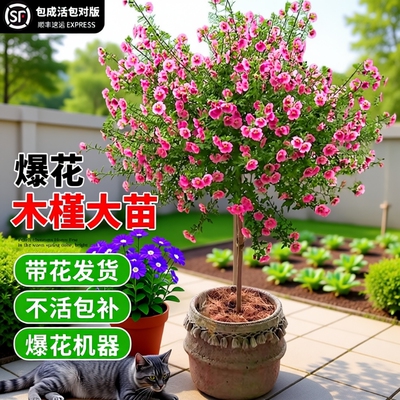 木槿花盆栽重瓣树苗蓝雪花四季小木槿棒棒糖小苗食用新鲜四季开花