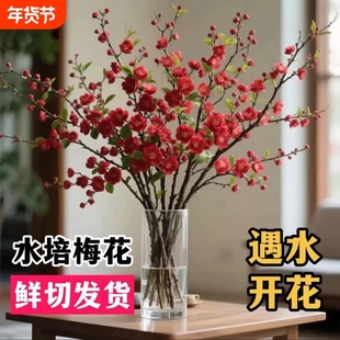 懒人水培花遇水开花鲜切梅花鲜枝室内水培干枝花卉客厅阳台室外